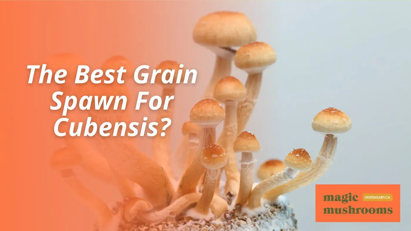 The Best Grain Spawn For Cubensis