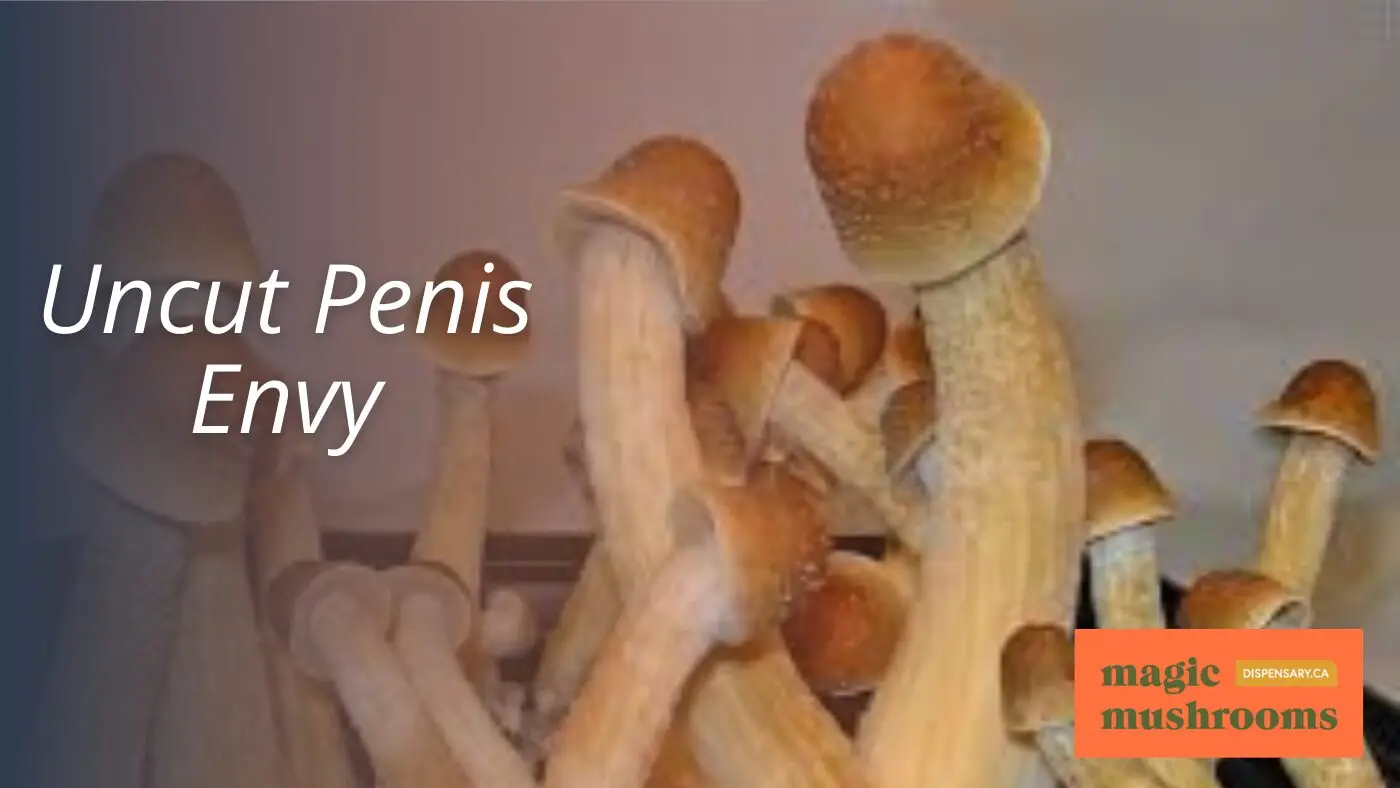 Uncut Penis Envy Uncut Penis Envy