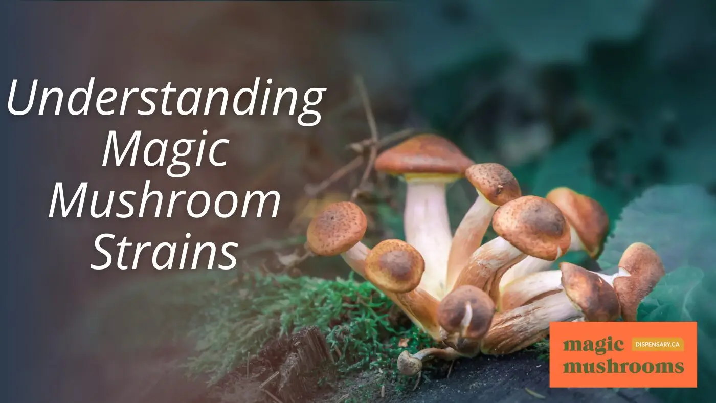 Understanding Magic Mushroom Strains Understanding Magic Mushroom Strains