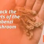 Kabenzi Mushroom
