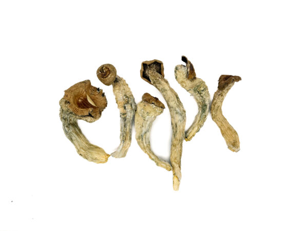 BlueMagnoliaMagicShrooms