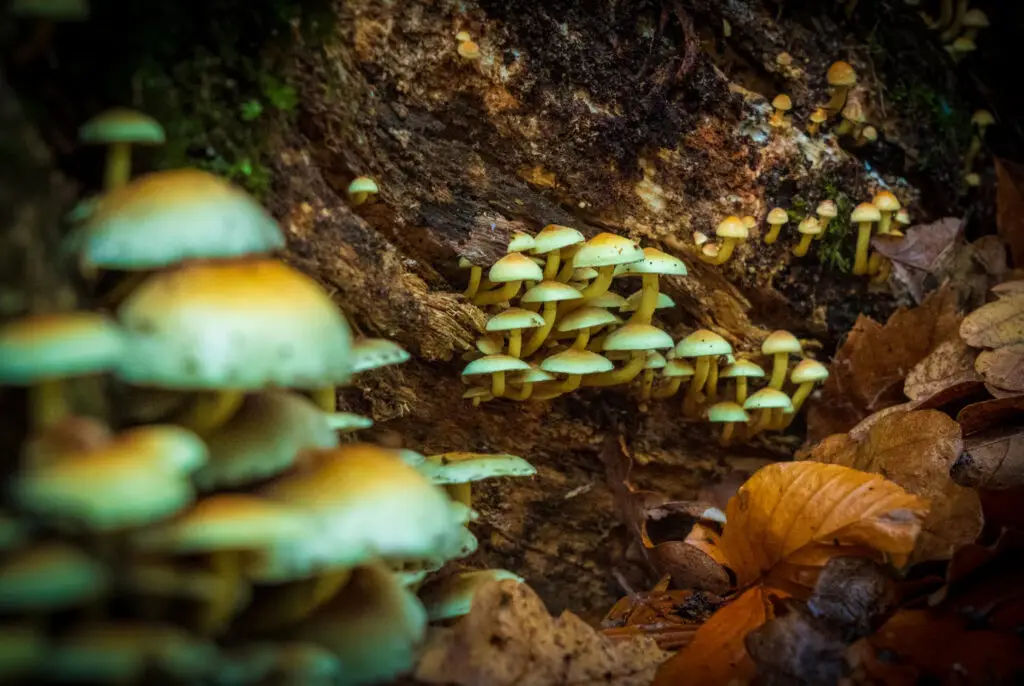 A Beginner’s Guide to a Mind Expanding Journey How to Take Magic Mushrooms Safely.avif A Beginner’s Guide to a Mind Expanding Journey How to Take Magic Mushrooms Safely.avif