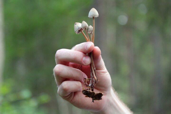 How to Take Magic Mushrooms Safely A Beginner’s Guide to a Mind Expanding Journey