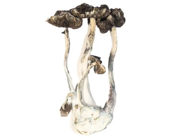 Albino A+ – The Lucid Dreamer