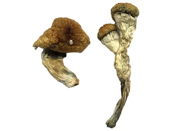 Amazonian Magic Mushrooms – The Spiritual Explorer