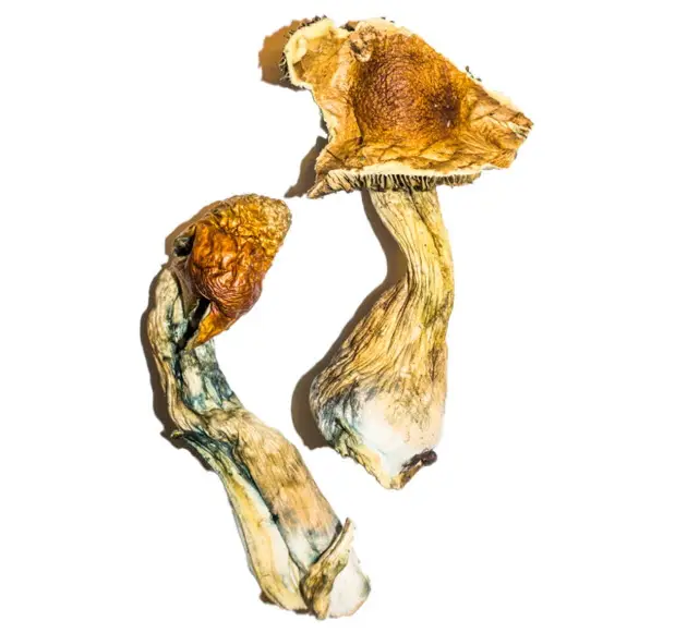 B+ – The Happy, Balanced Trip