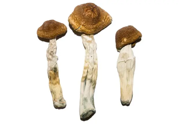 Brazilian Magic Mushrooms – The Thought Provoker