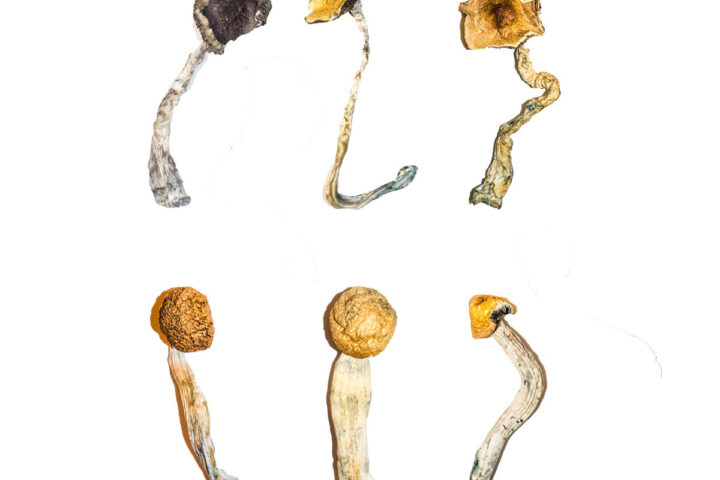 Magic Mushroom Strains Explained