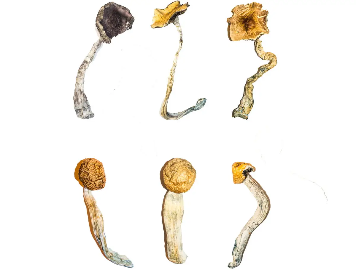 Magic Mushroom Strains Explained