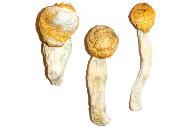 Penis Envy – The Heavyweight Champion