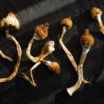 What to Expect When You Buy Magic Mushrooms Online for the First Time