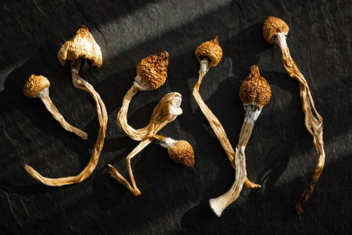 What to Expect When You Buy Magic Mushrooms Online for the First Time