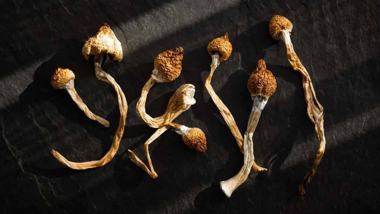 What to Expect When You Buy Magic Mushrooms Online for the First Time