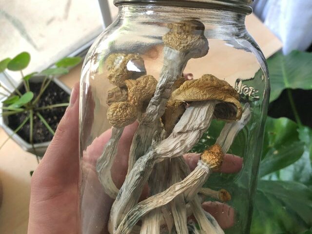 dried shrooms