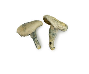 Albino Thai Lipa Yai Magic Mushrooms
