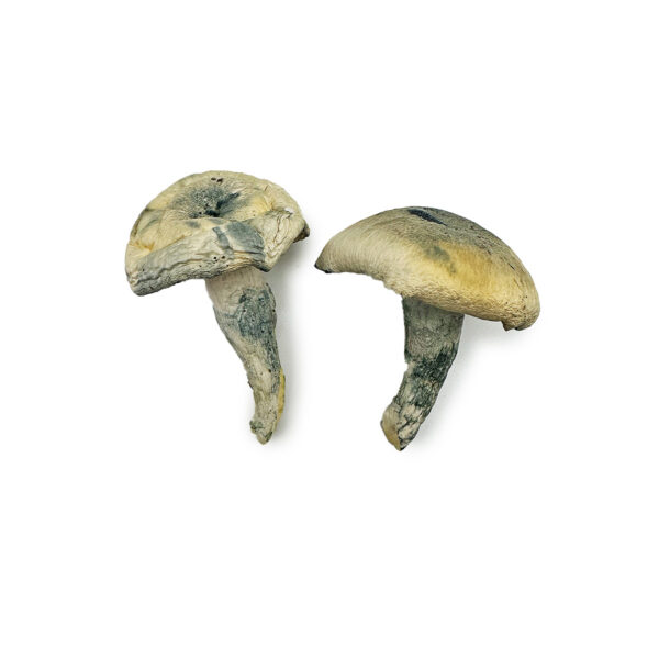 Albino Thai Lipa Yai Magic Mushrooms - Image 2