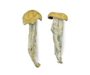 Fo Dawg Magic Mushrooms