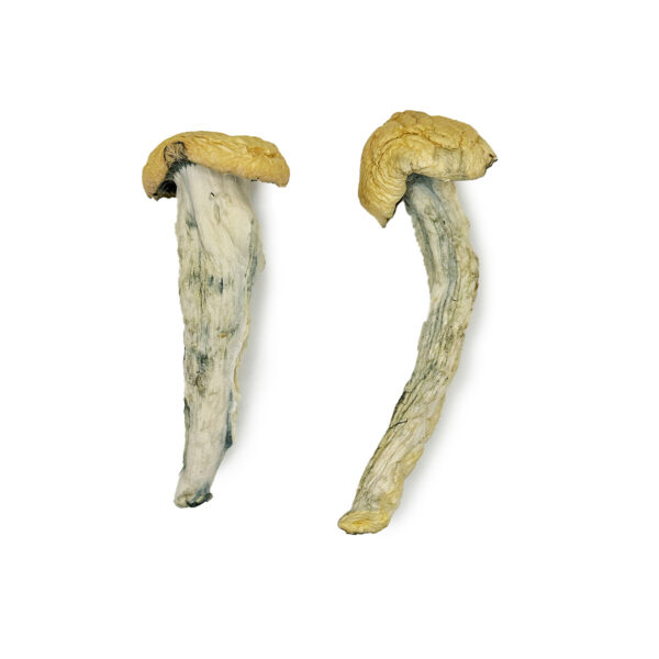 Fo Dawg Magic Mushrooms - Image 2