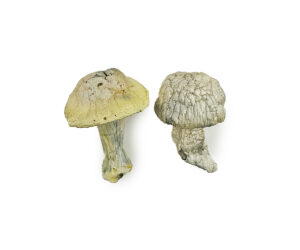 Iceberg Magic Mushrooms