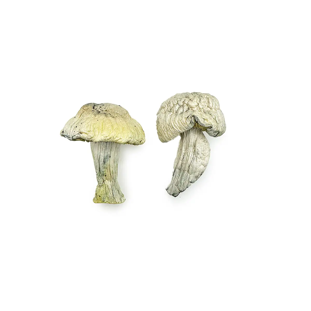 Iceberg Magic Mushrooms - Image 2