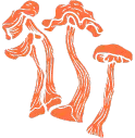 Shrooms dispensary