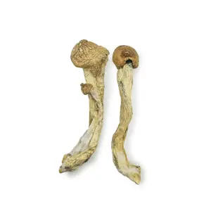 Penis Envy 7 Magic Mushrooms