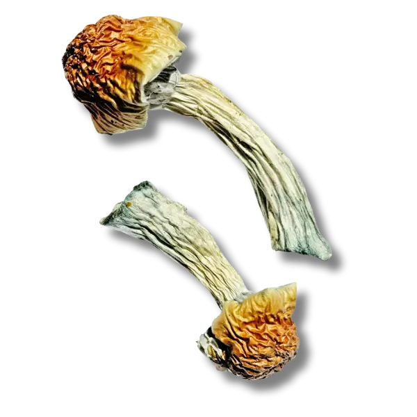 best magic mushrooms dispensary shop in canada